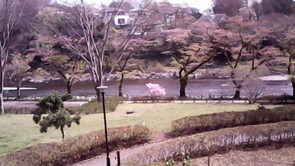 公園で見た桜